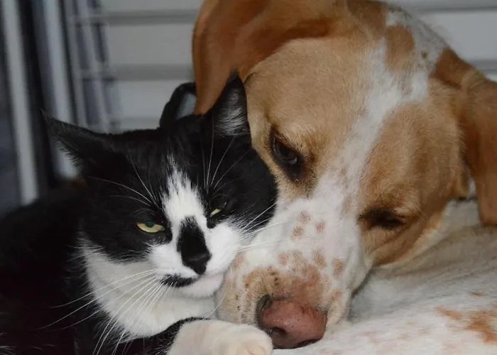 Violette Vakantiehuis *