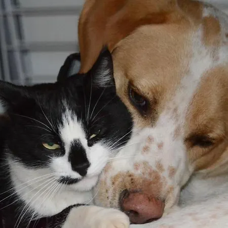 Violette Дом отдыха *